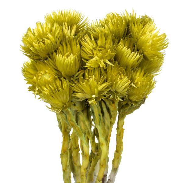 13"-14" 23 Blooms Basil Preserved Flowers 2