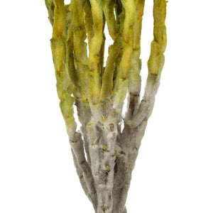 13"-14" 23 Blooms Basil Preserved Flowers 3