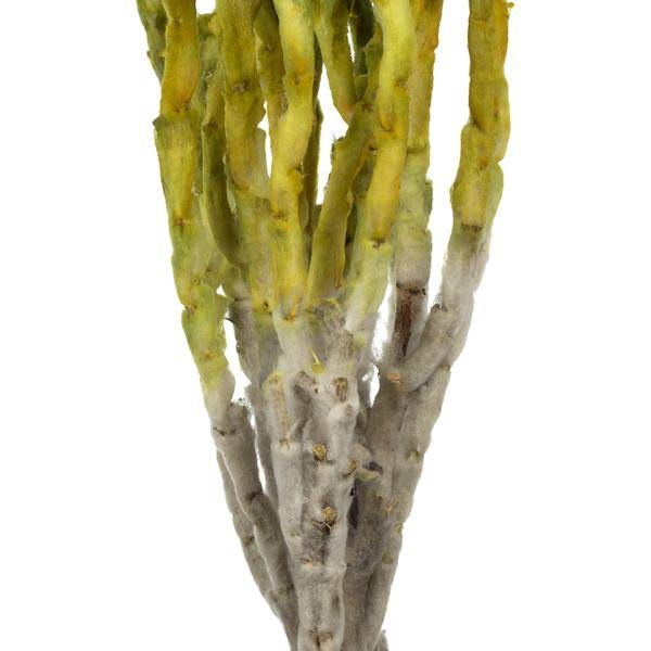 13"-14" 23 Blooms Basil Preserved Flowers 3