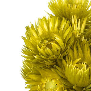 13"-14" 23 Blooms Basil Preserved Flowers 4