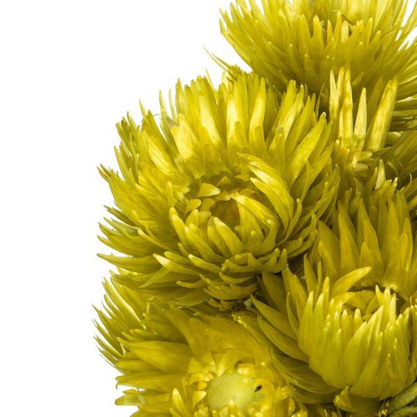 13"-14" 23 Blooms Basil Preserved Flowers 4