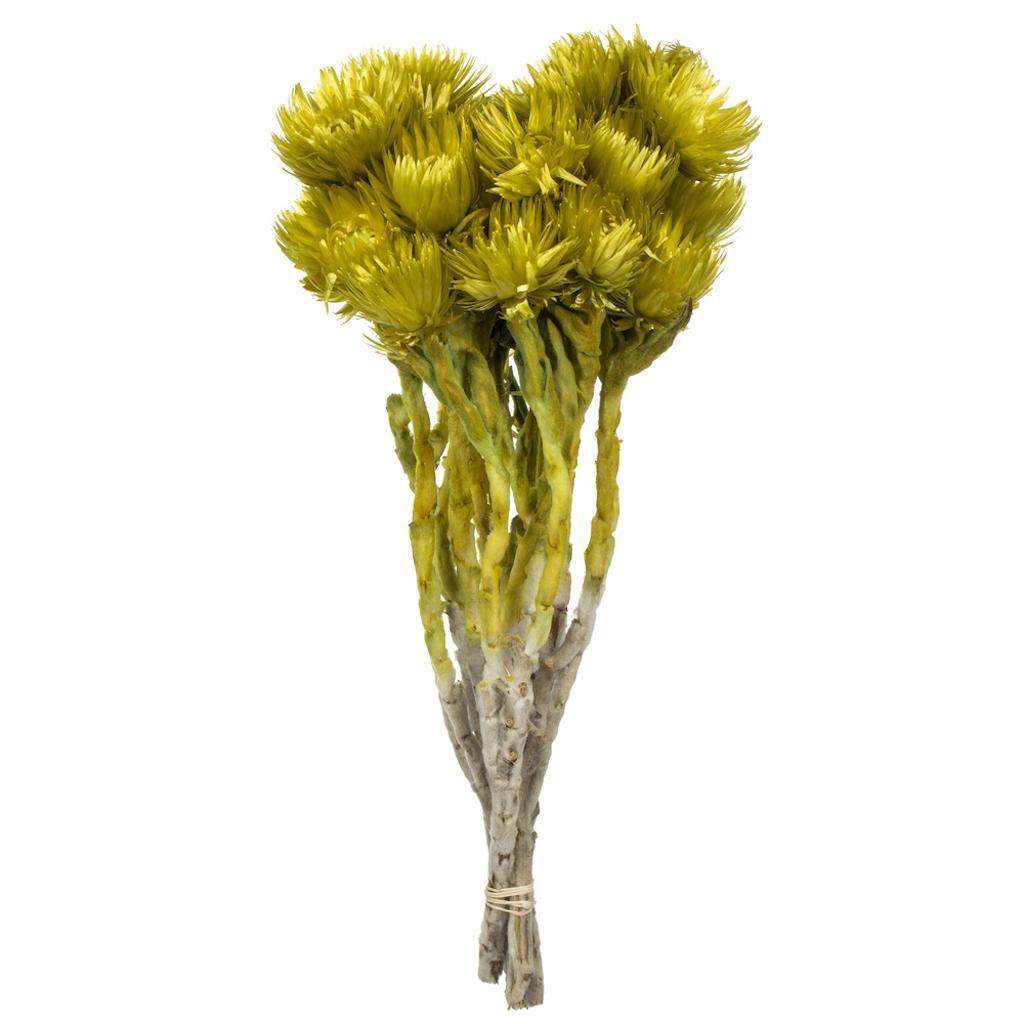 13"-14" 23 Blooms Basil Preserved Flowers 1