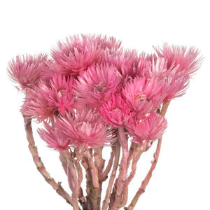 13"-14" 23 Blooms Light Pink Preserved Flowers 2
