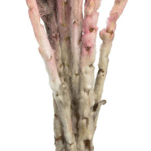 13"-14" 23 Blooms Light Pink Preserved Flowers 3