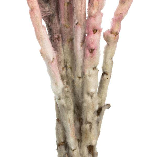 13"-14" 23 Blooms Light Pink Preserved Flowers 3