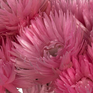 13"-14" 23 Blooms Light Pink Preserved Flowers 4