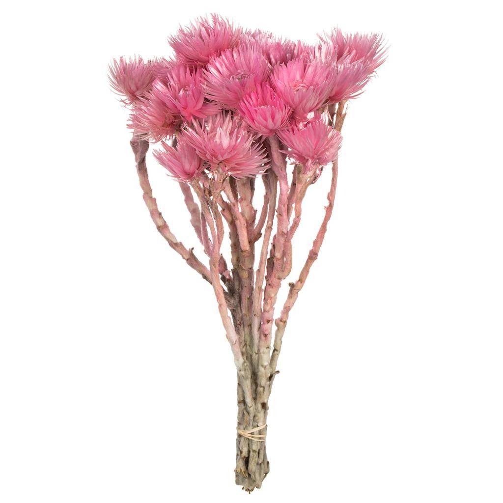 13"-14" 23 Blooms Light Pink Preserved Flowers 1