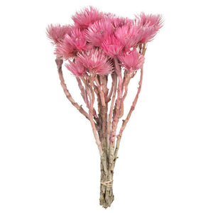 13"-14" 23 Blooms Light Pink Preserved Flowers 1