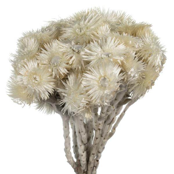 13"-14" 23 Blooms Natural White Preserved Flowers 2
