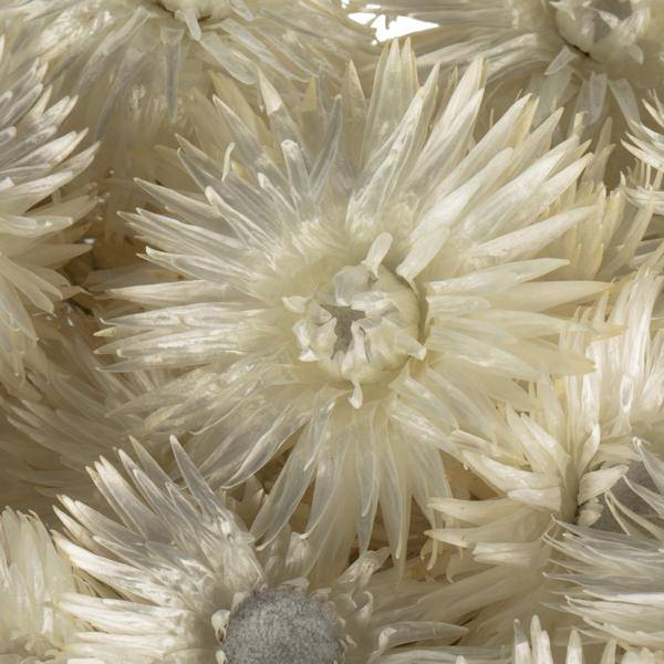 13"-14" 23 Blooms Natural White Preserved Flowers 4