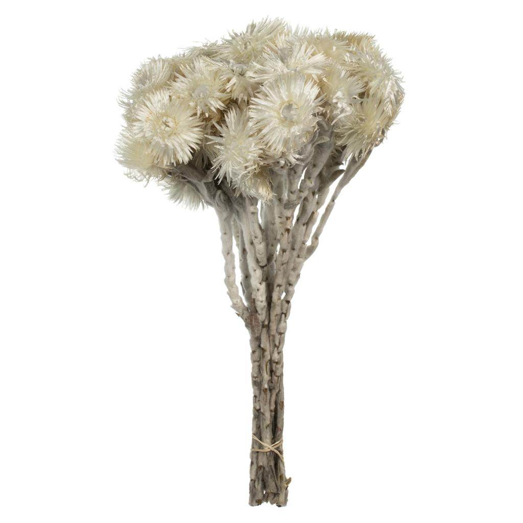 13"-14" 23 Blooms Natural White Preserved Flowers 1