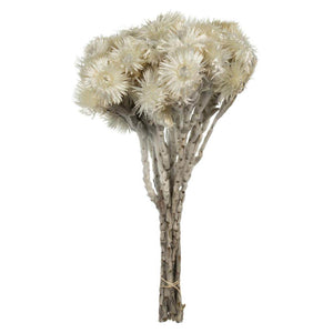 13"-14" 23 Blooms Natural White Preserved Flowers 1