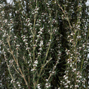 22"-26" 5-6oz Preserved Natural White Grabia 2