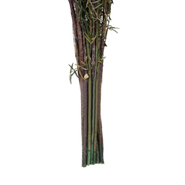 22"-26" 5-6oz Preserved Natural White Grabia 5