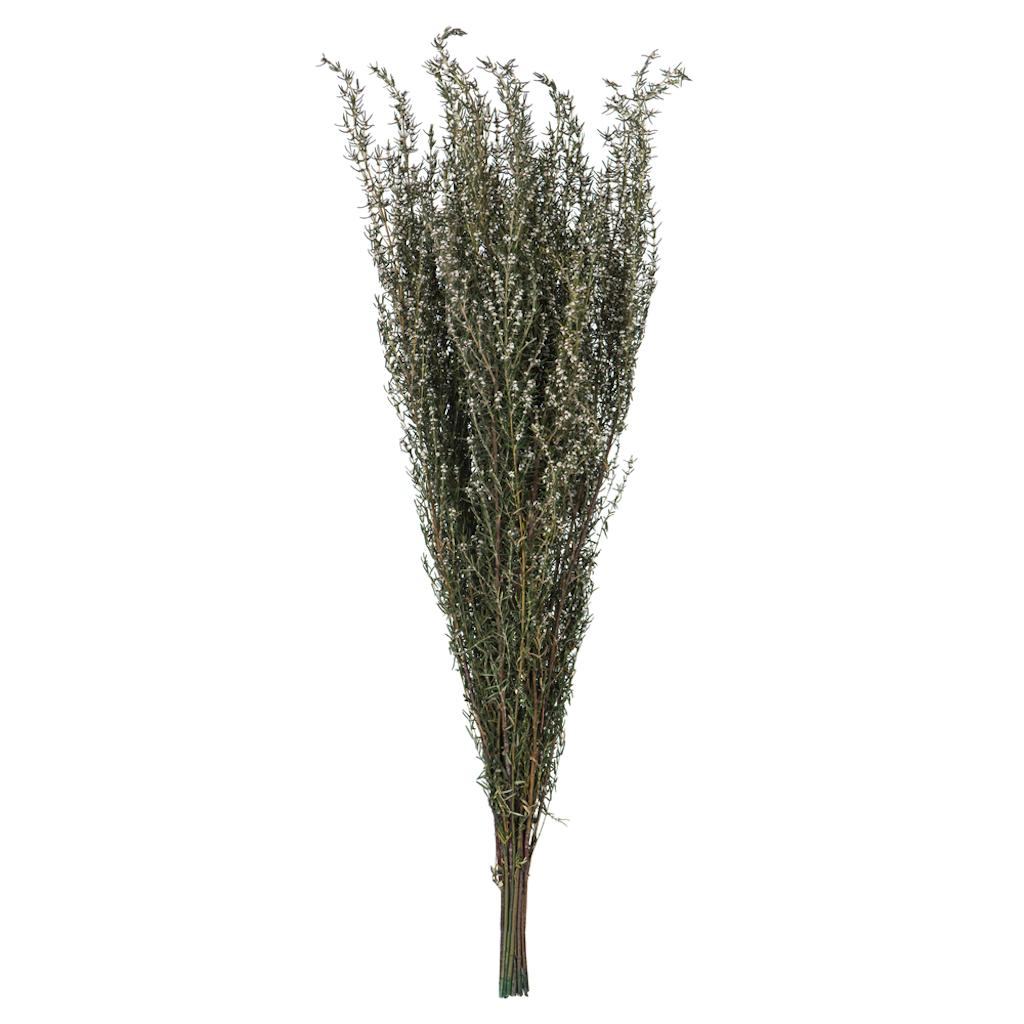 22"-26" 5-6oz Preserved Natural White Grabia 1