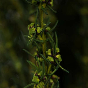 22"-26" 5-6oz Preserved Basil Grabia 2