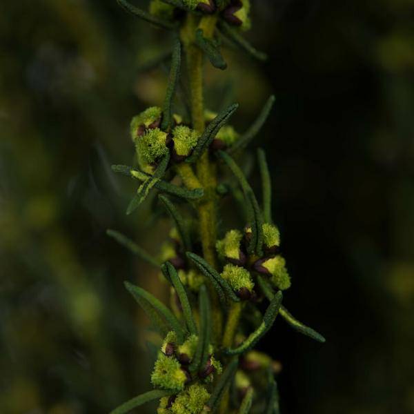 22"-26" 5-6oz Preserved Basil Grabia 2