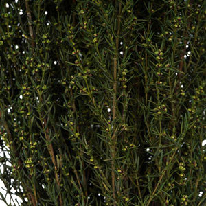 22"-26" 5-6oz Preserved Basil Grabia 3