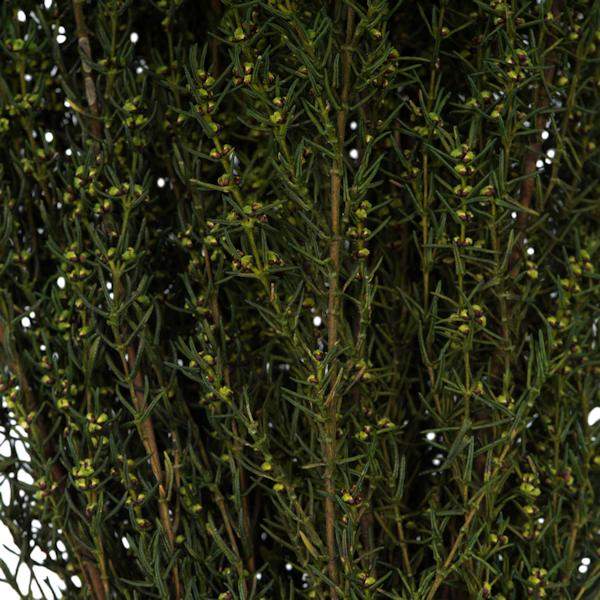 22"-26" 5-6oz Preserved Basil Grabia 3