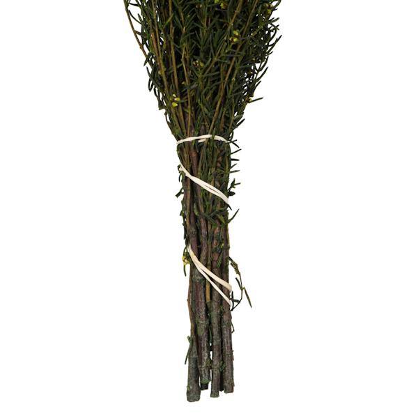 22"-26" 5-6oz Preserved Basil Grabia 4