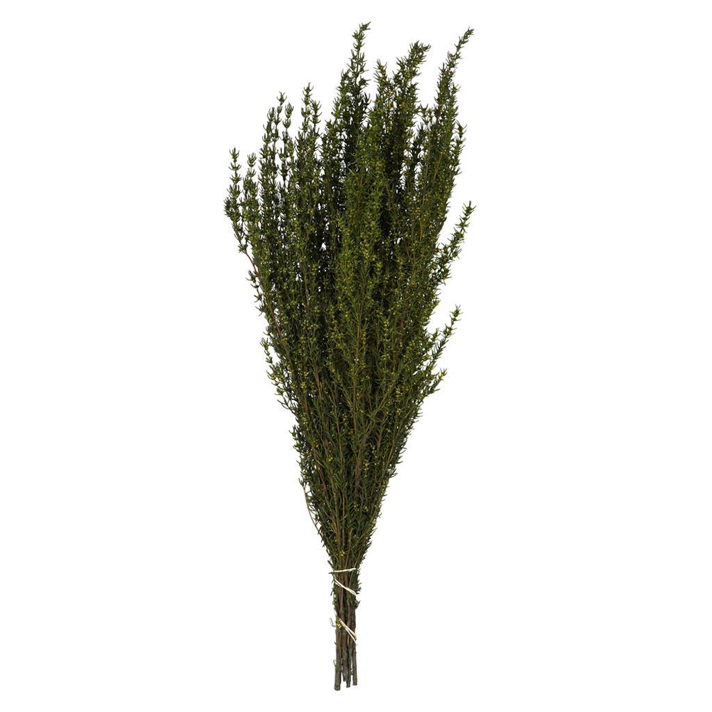 22"-26" 5-6oz Preserved Basil Grabia 1