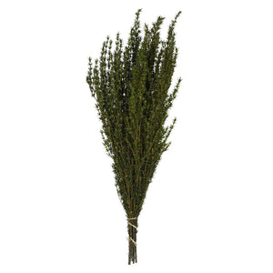22"-26" 5-6oz Preserved Basil Grabia 1