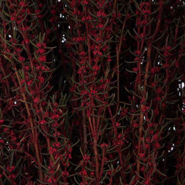 22"-26" 5-6oz Preserved Red Grabia 2