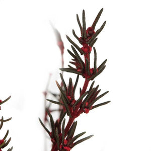 22"-26" 5-6oz Preserved Red Grabia 4