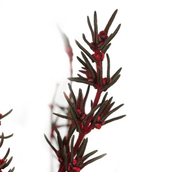 22"-26" 5-6oz Preserved Red Grabia 4