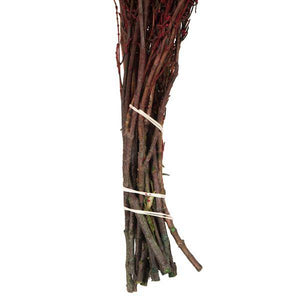 22"-26" 5-6oz Preserved Red Grabia 6