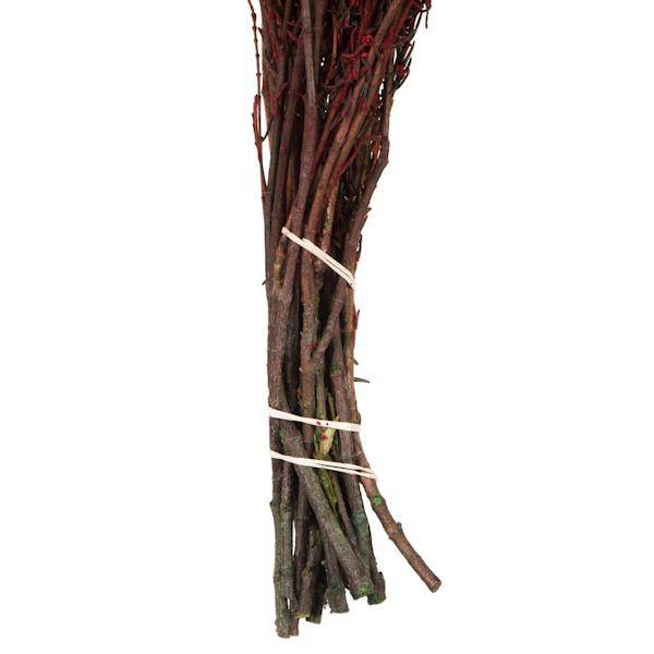 22"-26" 5-6oz Preserved Red Grabia 6