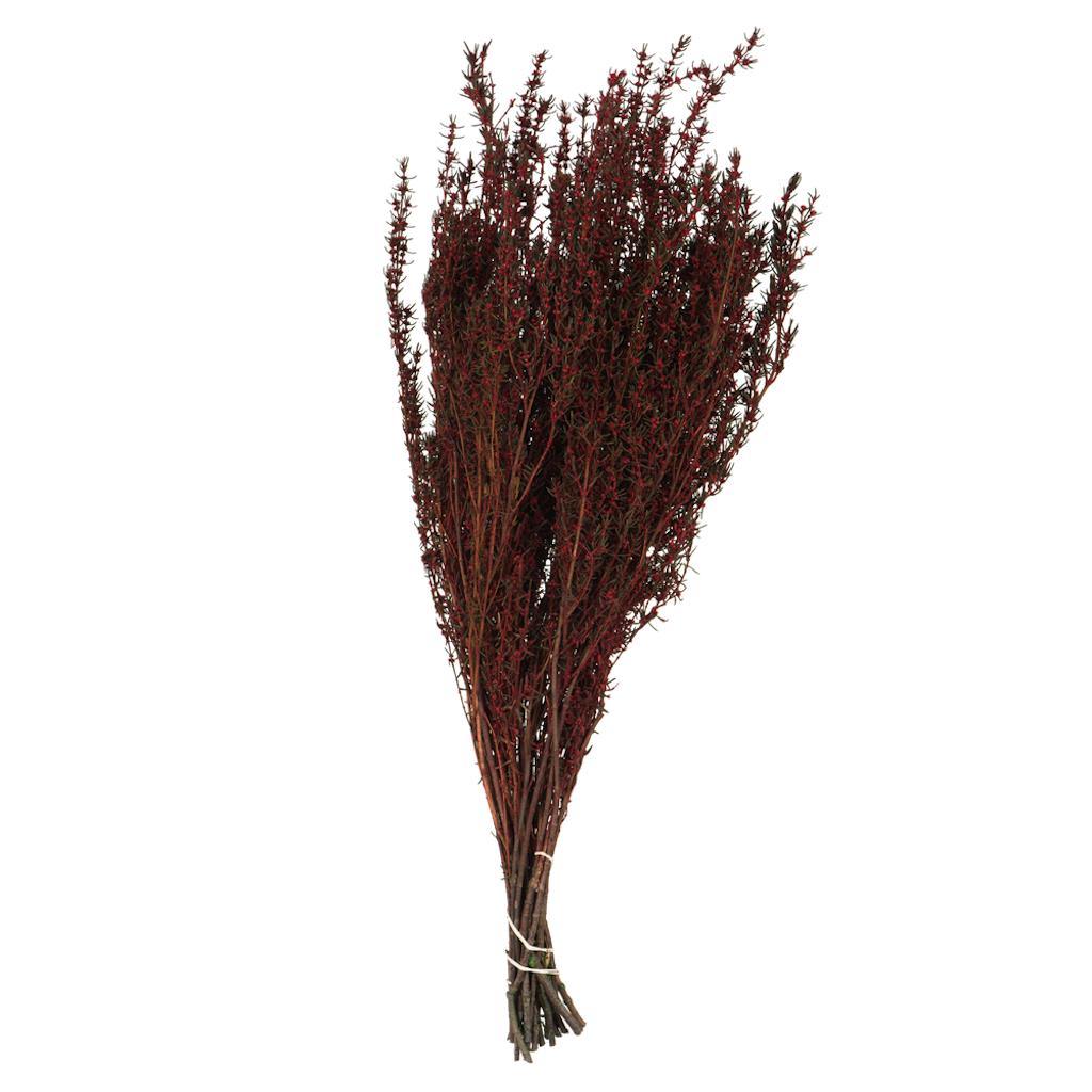 22"-26" 5-6oz Preserved Red Grabia 1