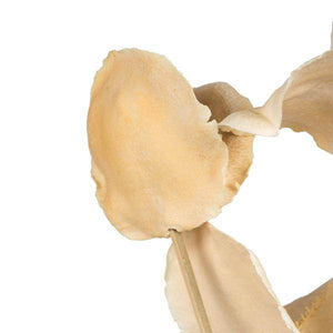 15"-17" Bleached Preserved Jacaranda Pod Stems (7 stems in a bundle) 4
