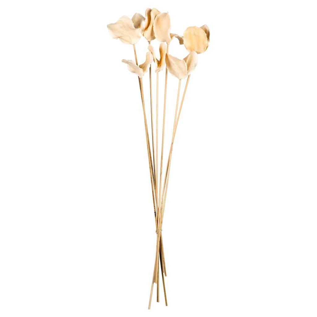 15"-17" Bleached Preserved Jacaranda Pod Stems (7 stems in a bundle) 1