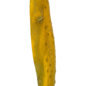 36"-38" Dried Basil Sea Kelp 2