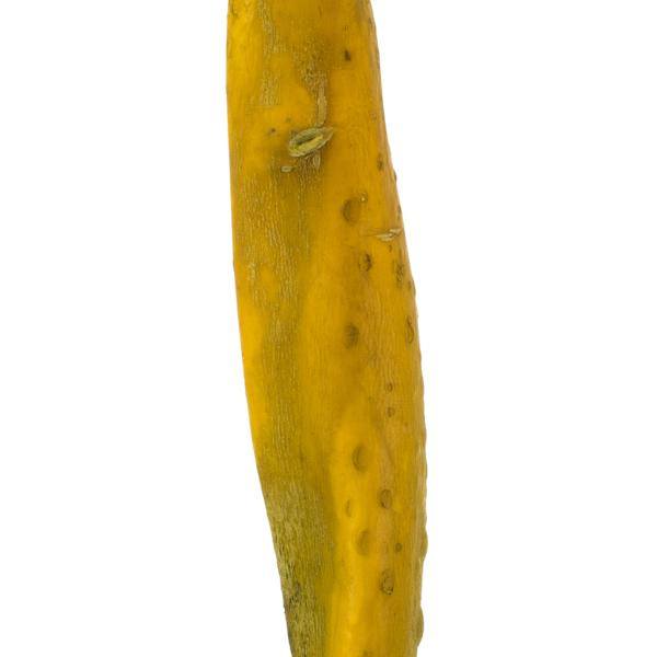 36"-38" Dried Basil Sea Kelp 2