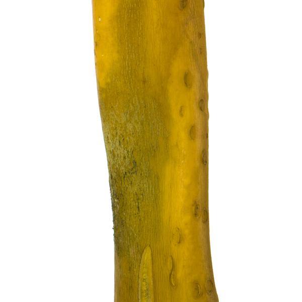 36"-38" Dried Basil Sea Kelp 3