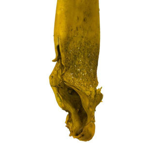 36"-38" Dried Basil Sea Kelp 4