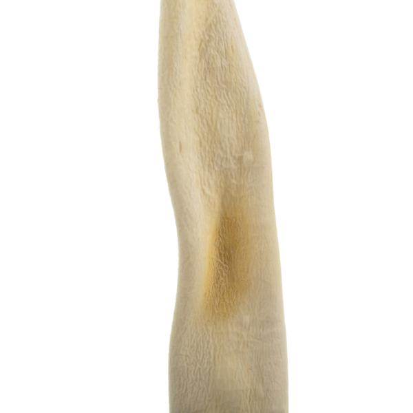 36"-38" Dried Bleached Sea Kelp 2
