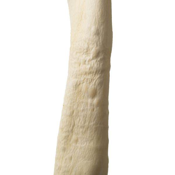 36"-38" Dried Bleached Sea Kelp 3