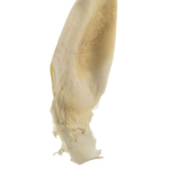 36"-38" Dried Bleached Sea Kelp 4