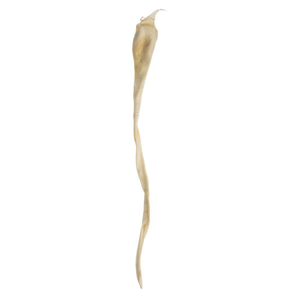 36"-38" Dried Bleached Sea Kelp 1