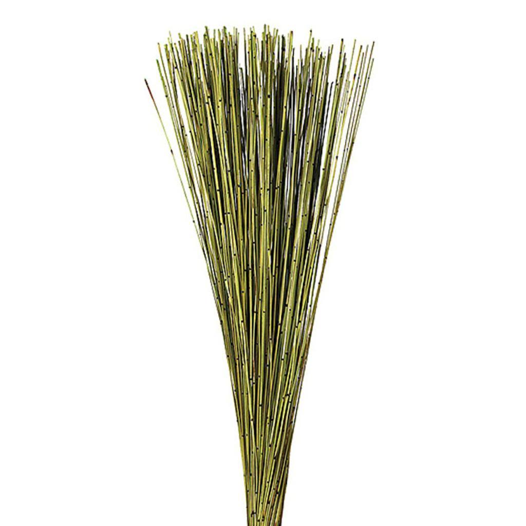 30" 10oz Basil Preserved Marsh Reed Bundle 1