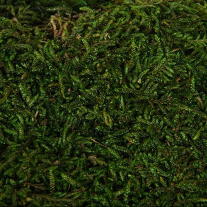 1.1lbs Green Preserved Sheet Moss 3