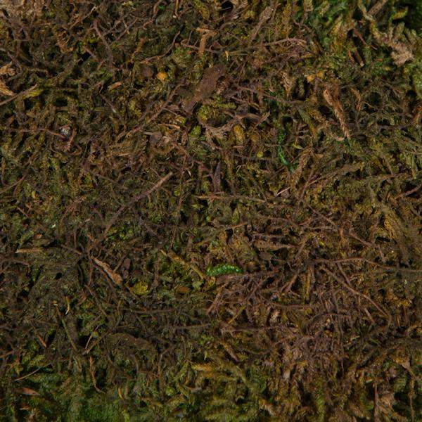 1.1lbs Green Preserved Sheet Moss 4