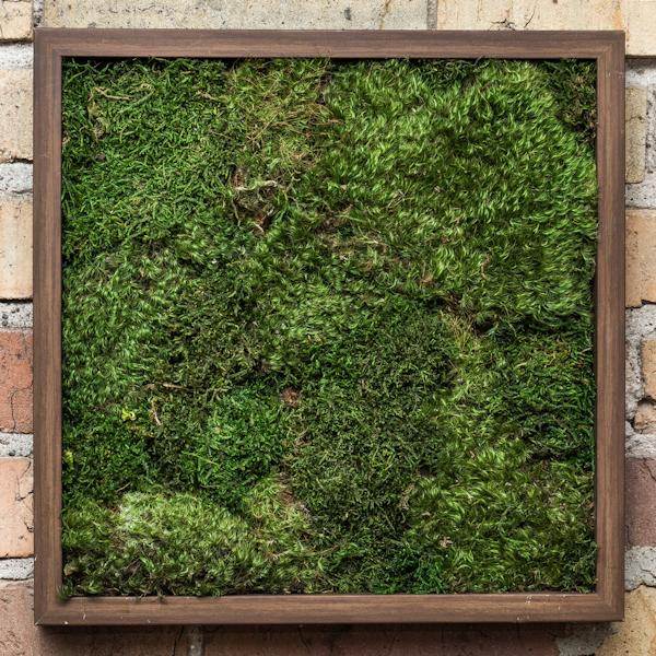 1.1lbs Green Preserved Sheet Moss 5