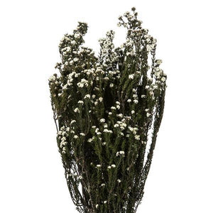 12"-22" 5-6oz Natural White Preserved Phylica 2
