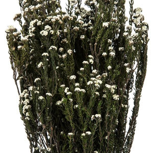 12"-22" 5-6oz Natural White Preserved Phylica 3