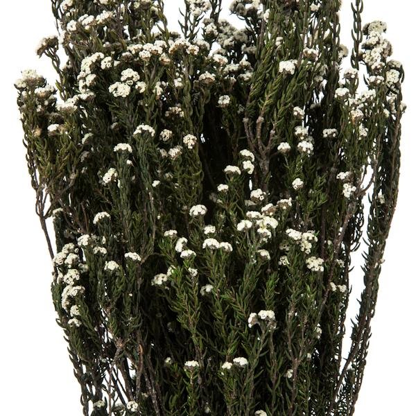 12"-22" 5-6oz Natural White Preserved Phylica 3