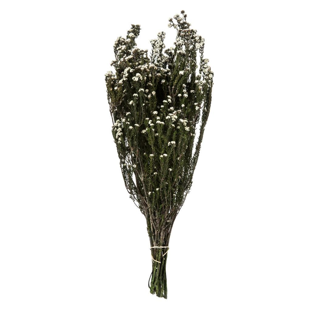 12"-22" 5-6oz Natural White Preserved Phylica 1